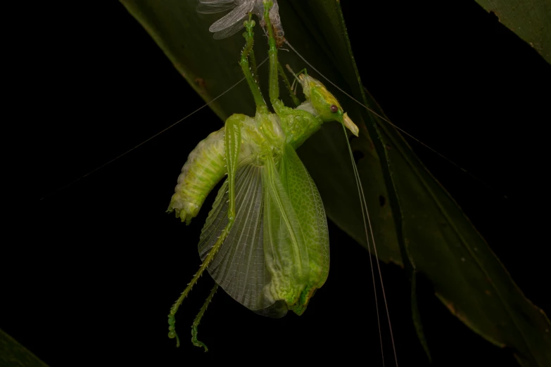 a small green insect is hanging from a leaf