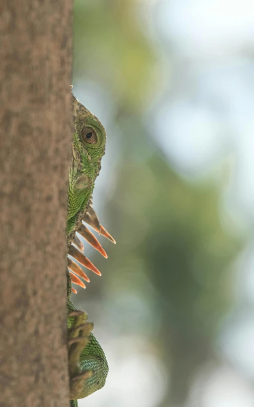 a small green lizard hiding in a hole