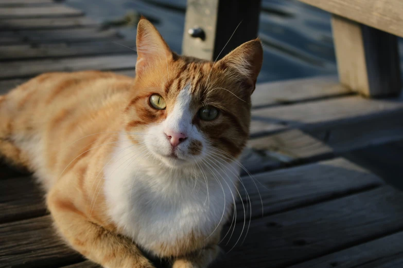 a orange and white cat laying on a wooden deck