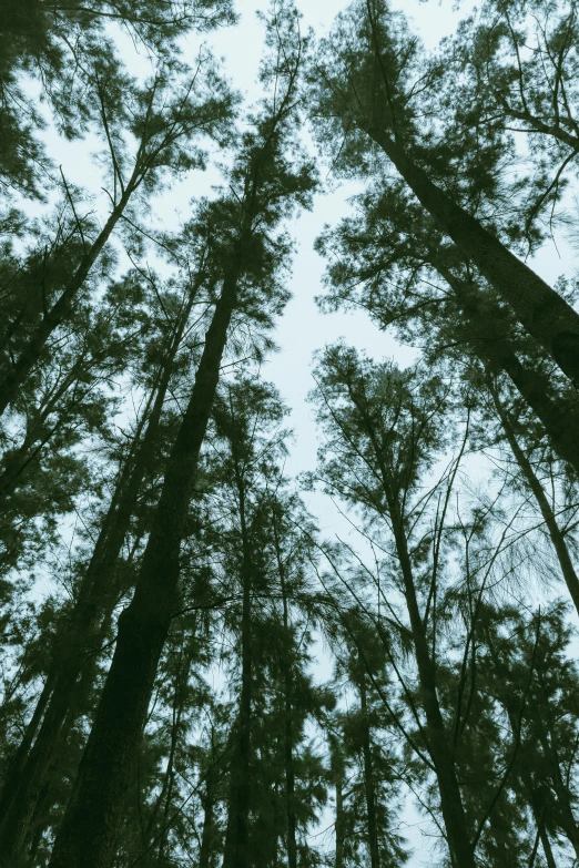 tall trees stand in front of the sky