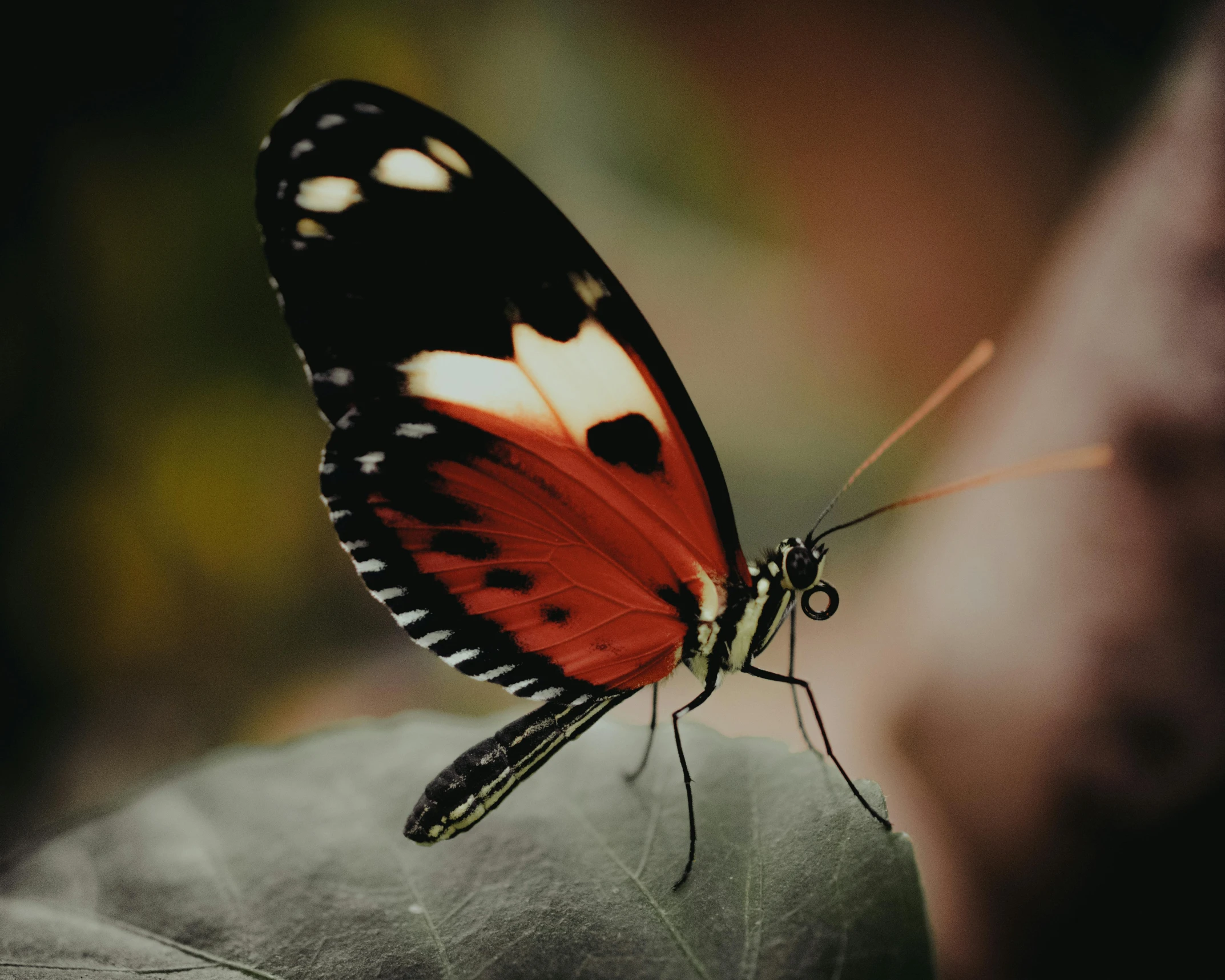 a erfly resting on the surface of a leaf