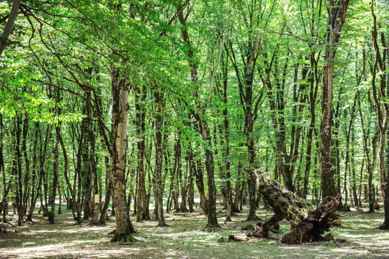 some trees and grass on the ground in the middle of a forest