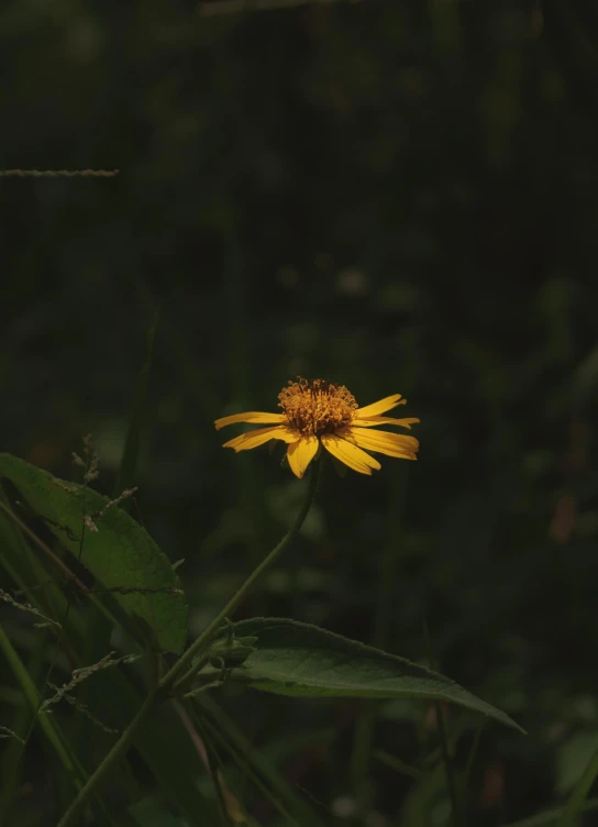 a single flower sits on a grassy field