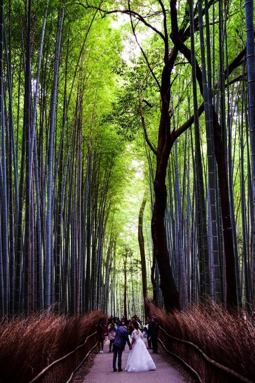 a very long narrow walkway between trees with people walking down one