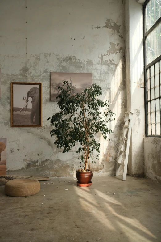 an empty room is decorated with a small tree