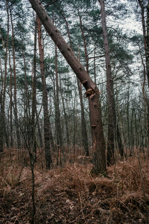 an old tree is standing in a field