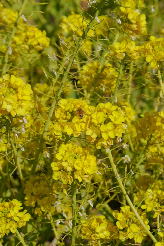 a group of yellow flowers are next to some green grass