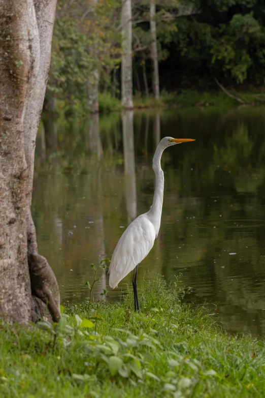 a white heron standing in the grass by a tree