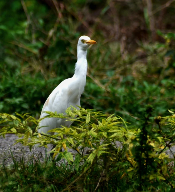 an extremely white bird standing amongst the green foliage