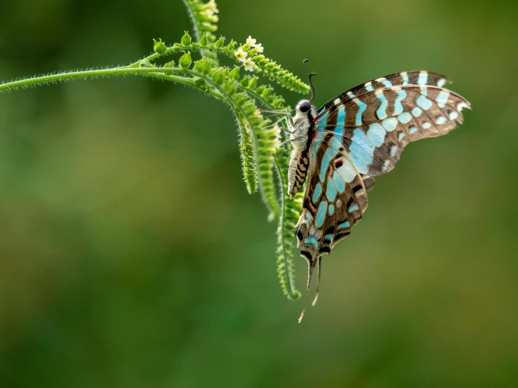 the blue, brown and white erfly is perched on a small leaf