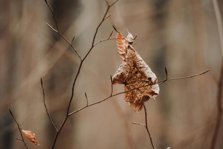 a small leaf sticking out of the side of a tree