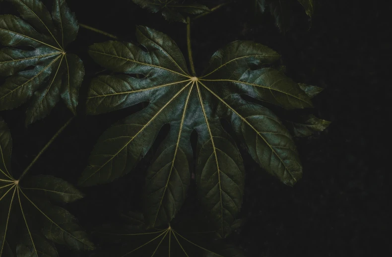 green leaves sitting on top of a dark surface