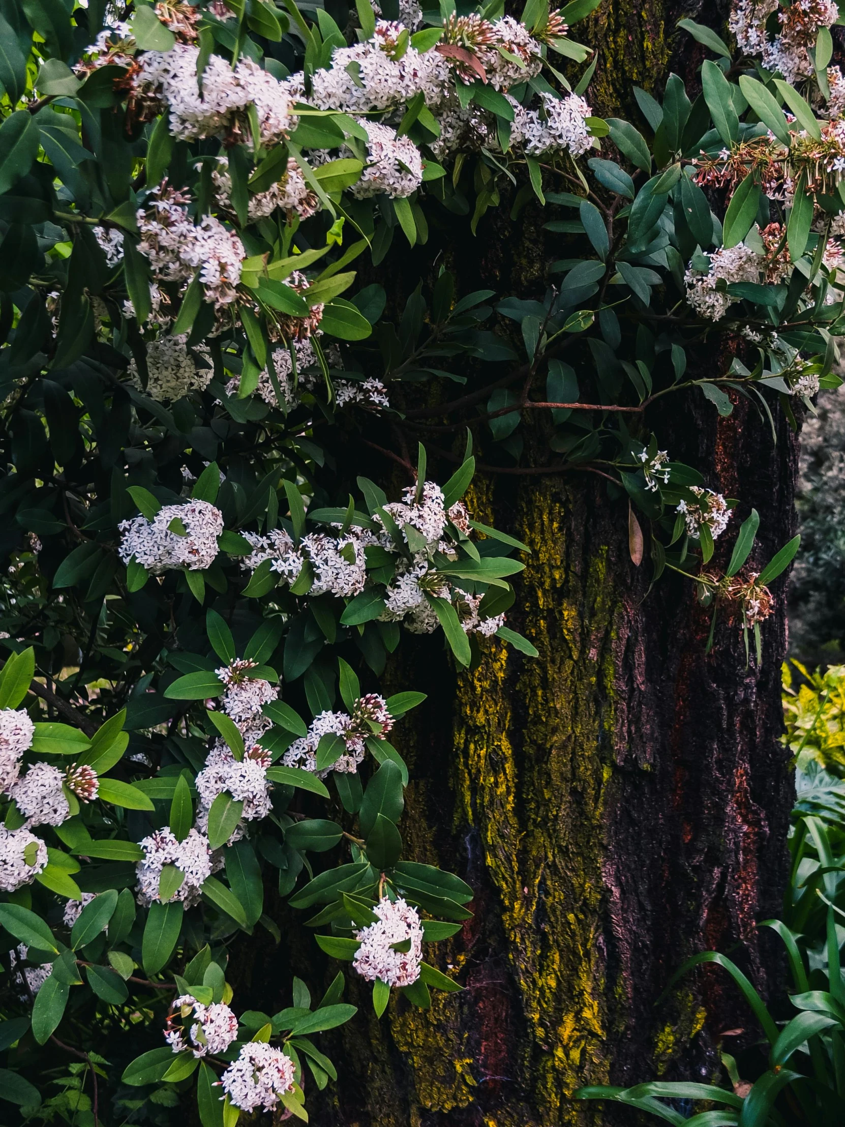 a tree trunk has flowers on it