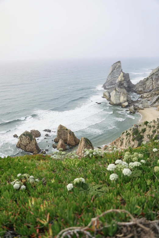 grass covers the ground near an ocean shore