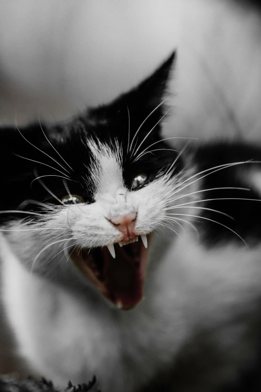 a cat is sticking its head out to yawn