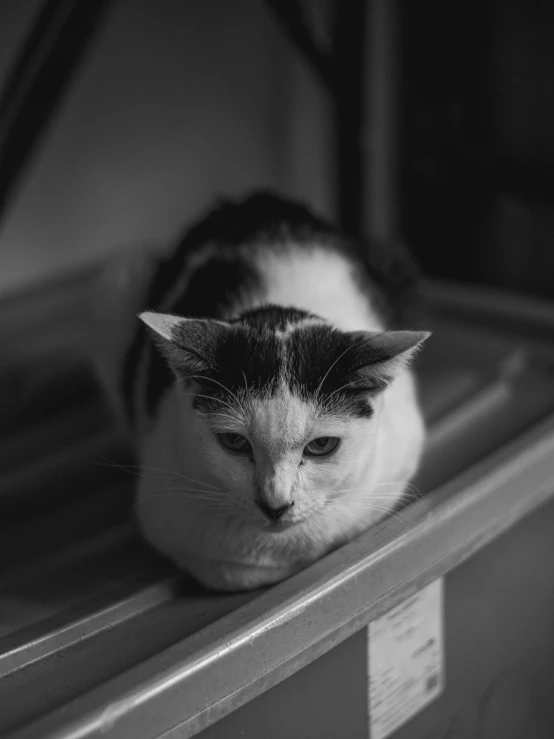 the cat is laying down on the shelf