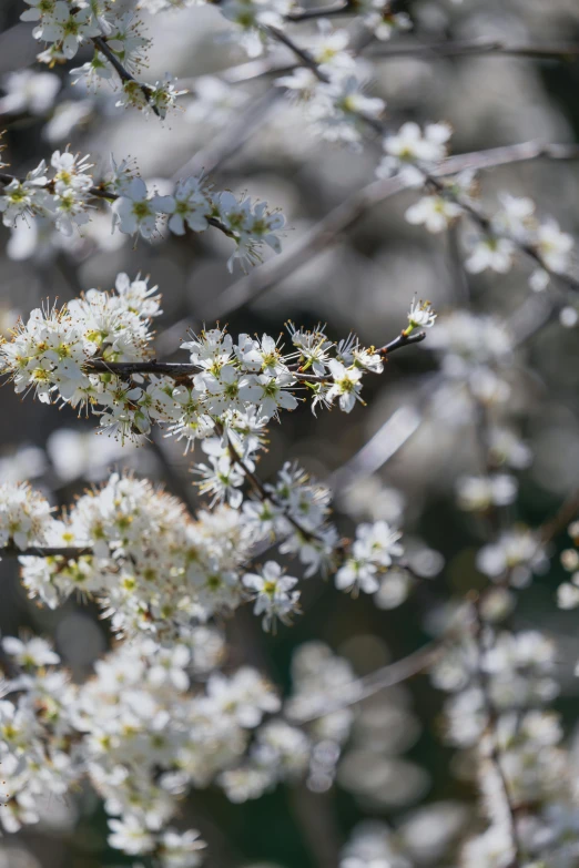 a cluster of white flowers are shown in a closeup s