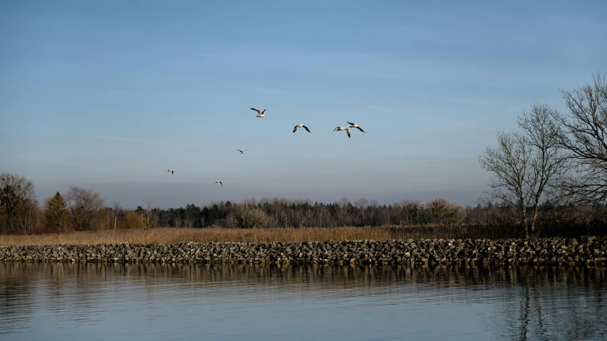 some birds flying above water and trees