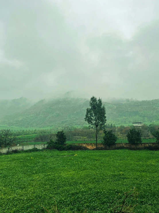 a green field with two trees near a hill