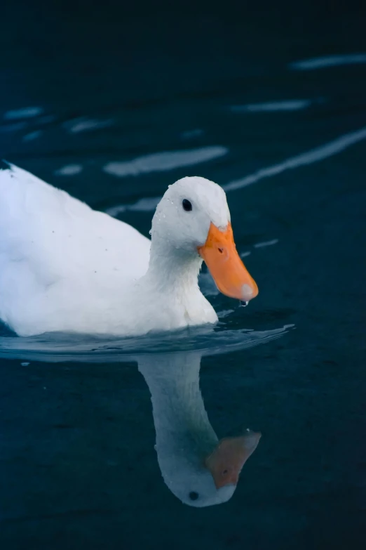 white duck with orange beak swimming on dark water