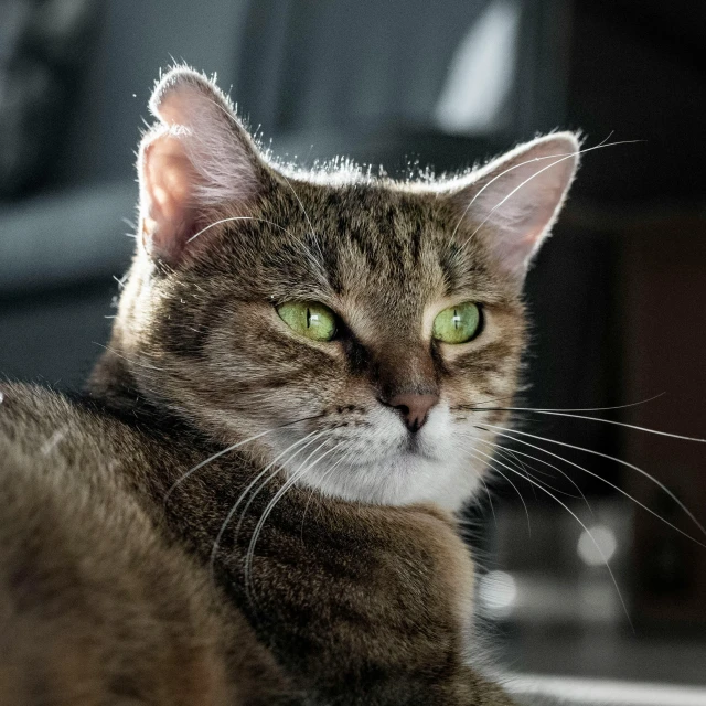 a cat looking at the camera while sitting down