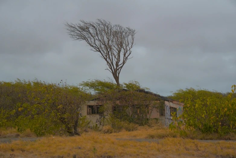 a run down run down house with a tree on top of it