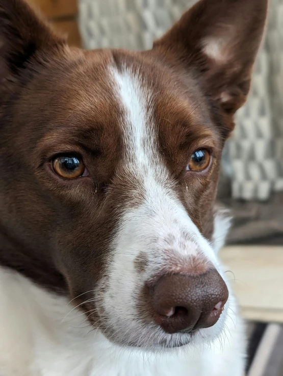 a brown and white dog with his head turned in the side