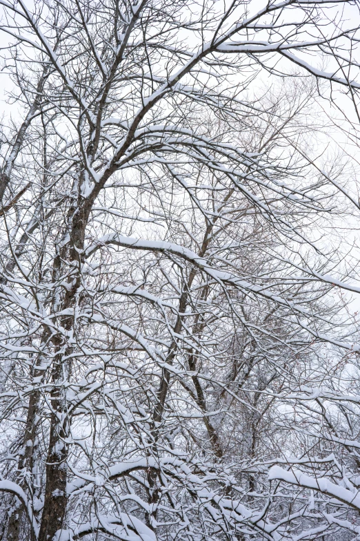 there is a tall tree standing in the snow