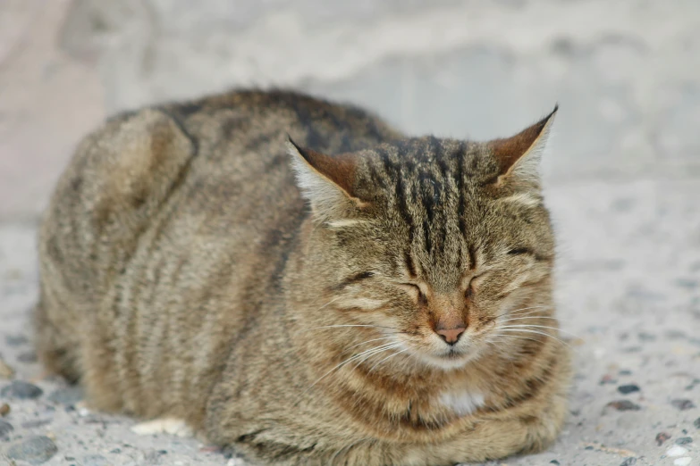 a cat that is sitting down on the ground