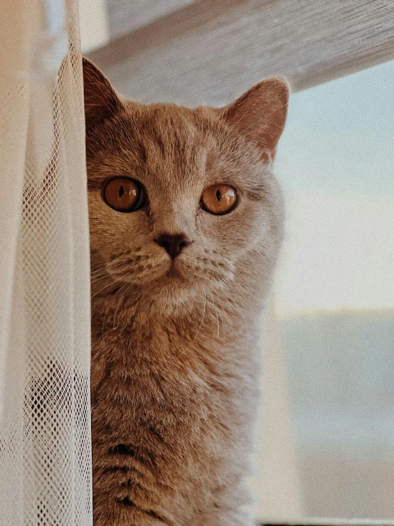 an image of a cat that is looking out the window