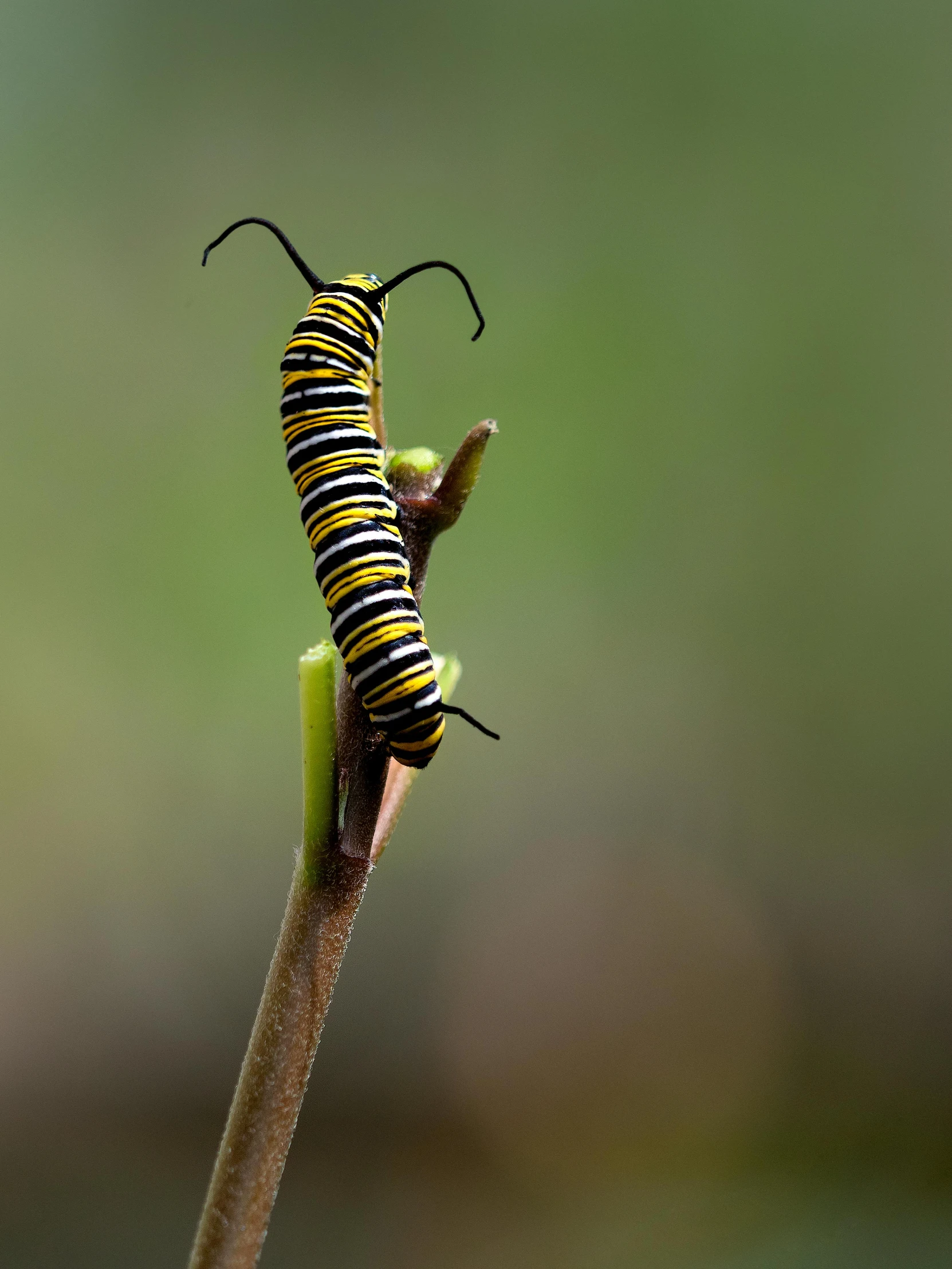 a green and yellow insect sitting on a stem