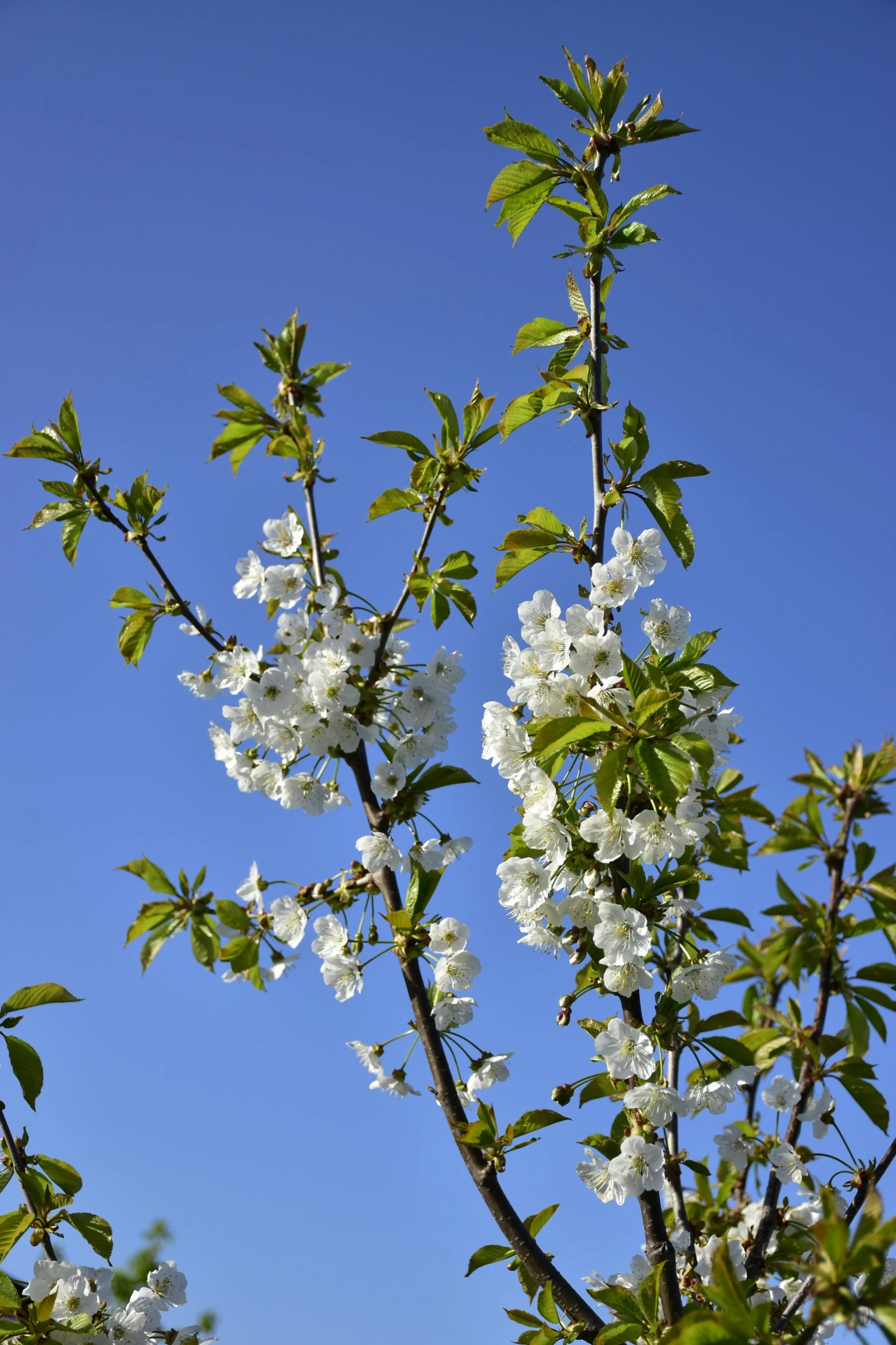 a tree with lots of flowers on it near the sky