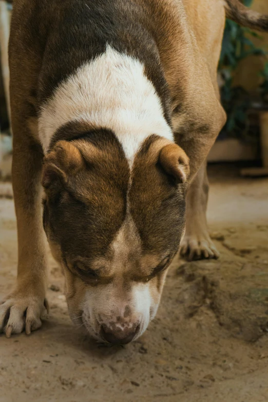 a dog standing on dirt ground next to flowers