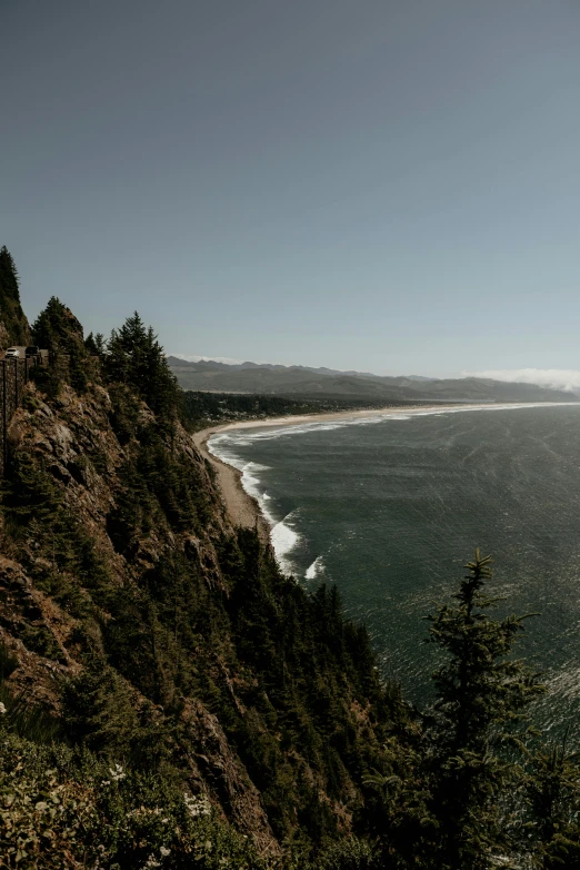 trees on a hillside overlooking the ocean and waves