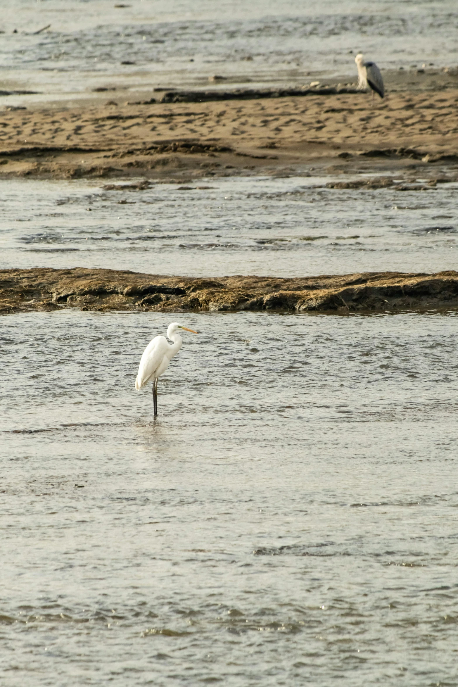 a white crane stands in shallow water, among the others