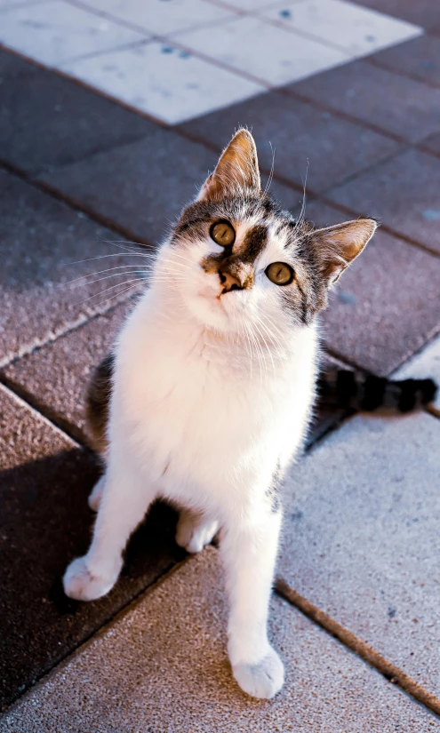 there is a cat that has eyes open and is sitting on the sidewalk