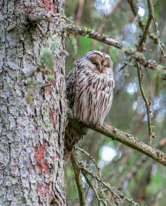 an owl with brown eyes sits on a tree nch