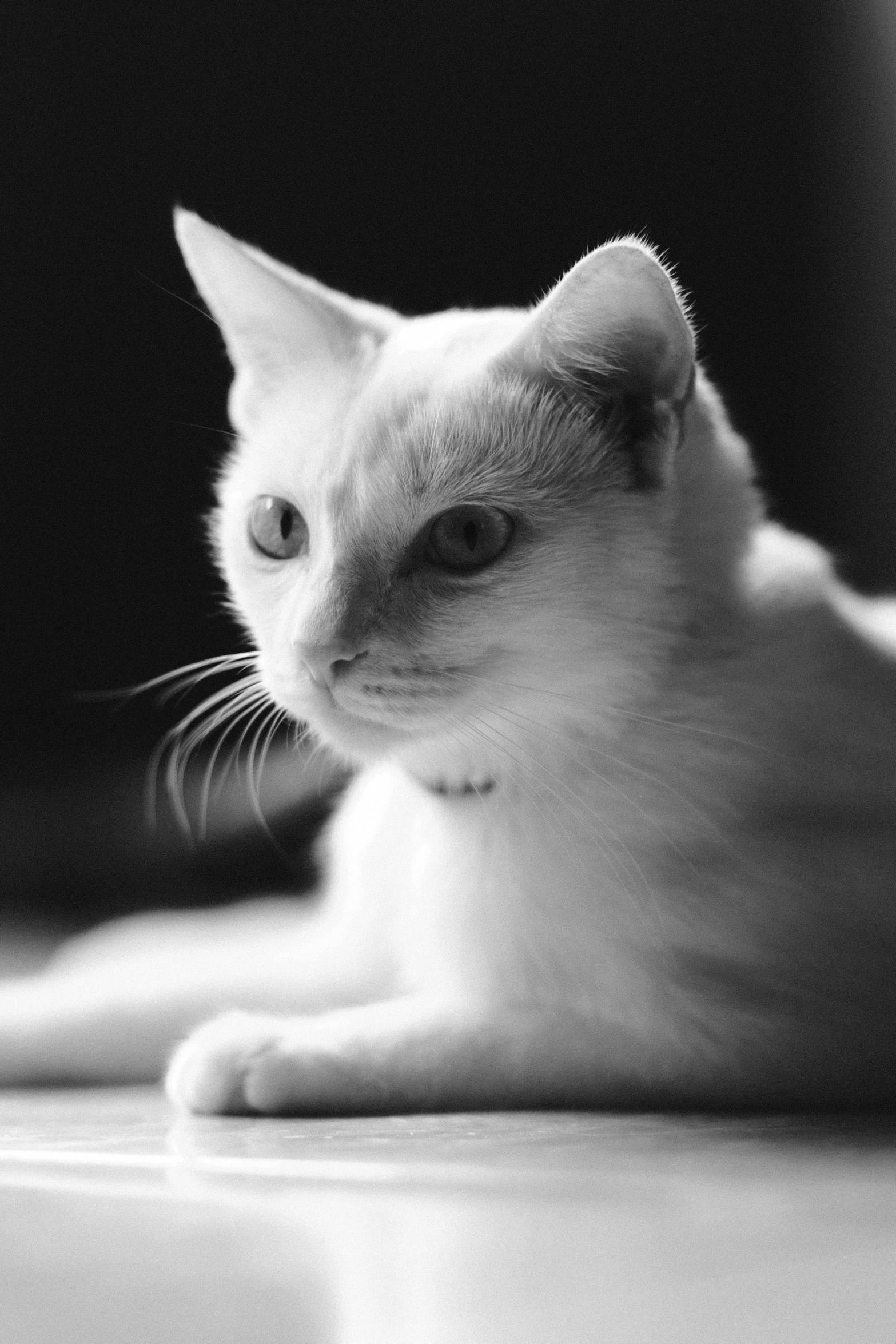 a cat with a concerned look sits on a table