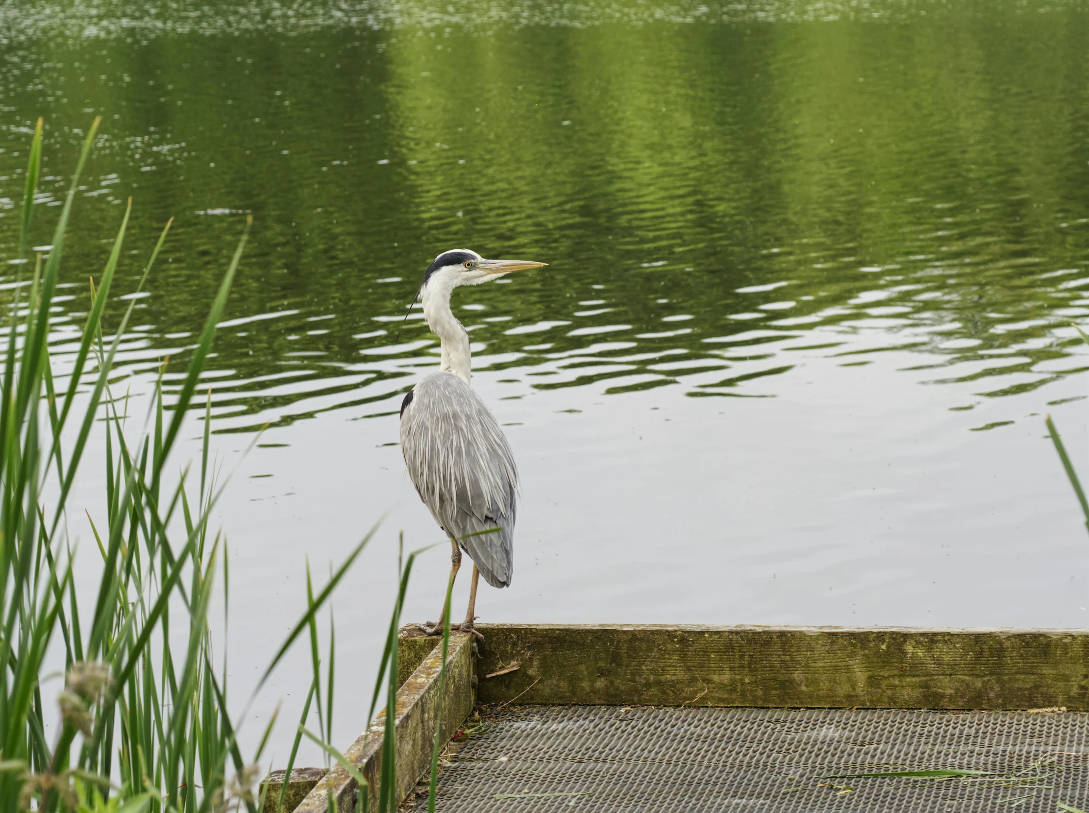 a bird is standing by the water on a dock