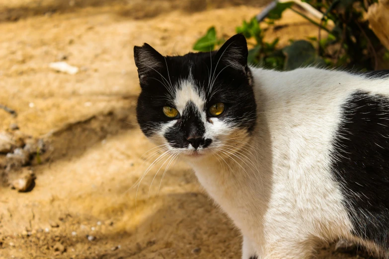 a black and white cat stands in dirt with green plants