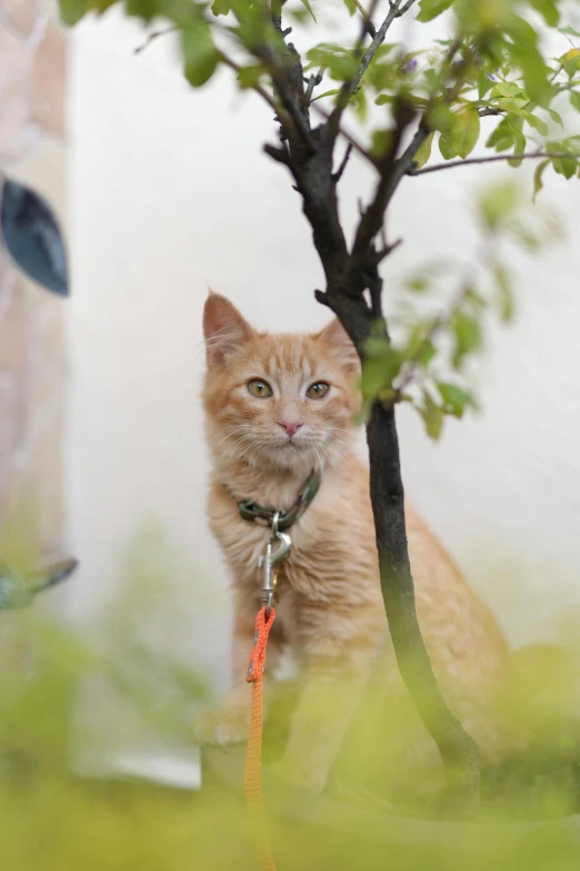 an orange cat sitting underneath a tree in the grass