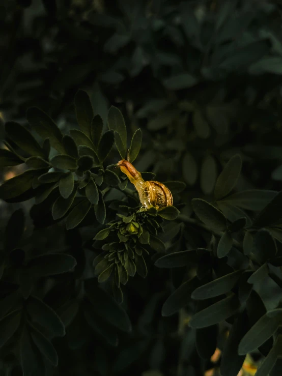 a erfly is resting on top of a leaf