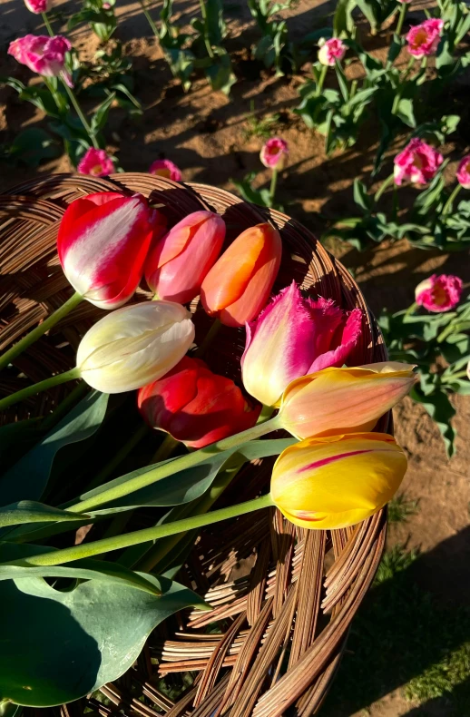 a basket full of pretty flowers in the sunlight