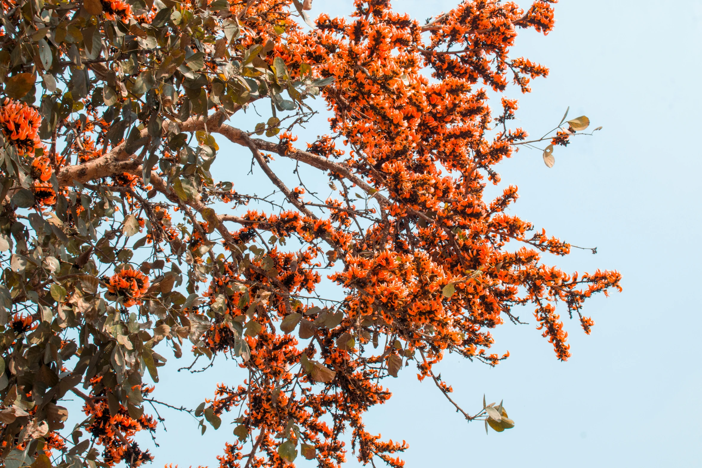 an orange tree with leaves flying by