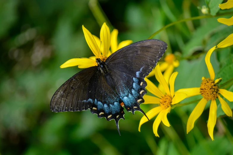 an image of a colorful erfly on some flowers