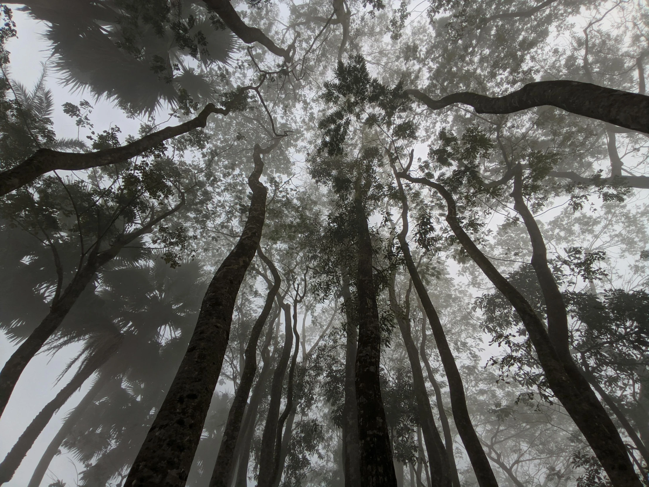 a tree with lots of nches in the forest