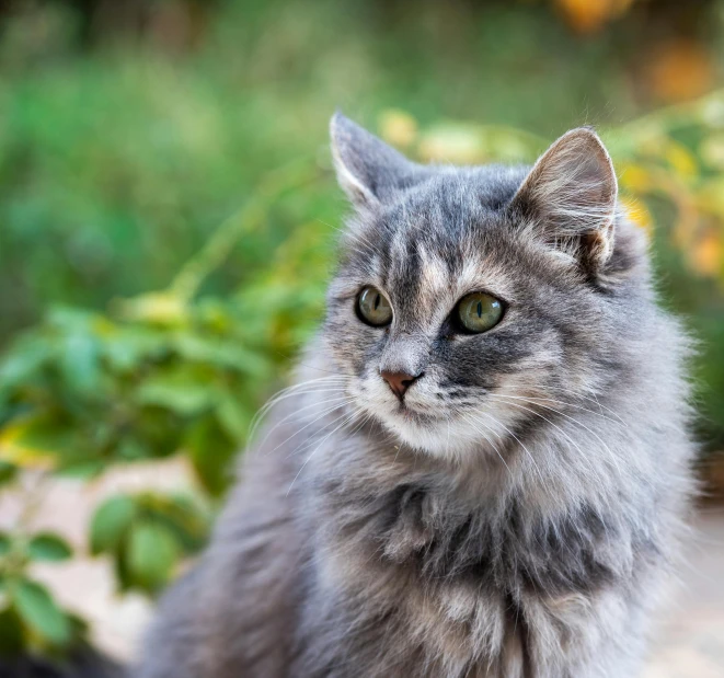 an adorable gray cat sitting outside with leaves on the ground