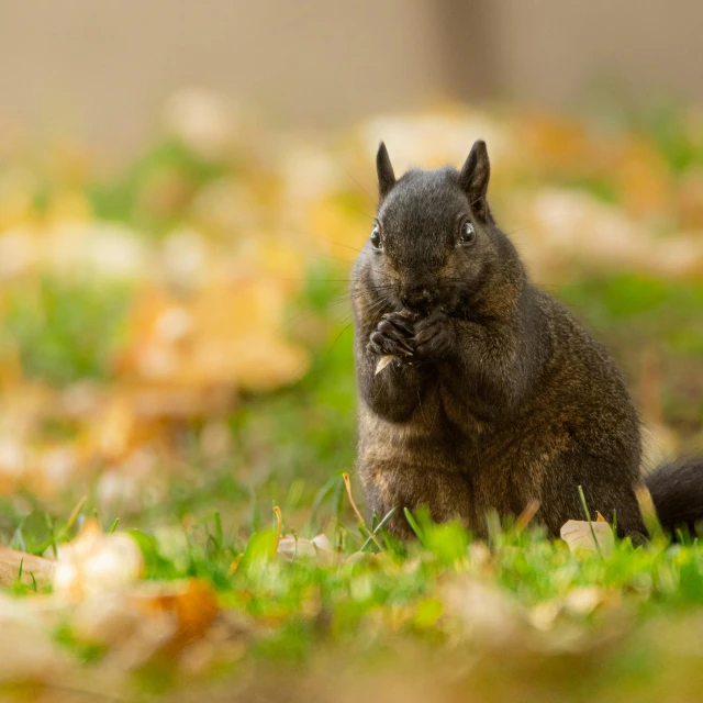 a squirrel sitting in the grass in a park