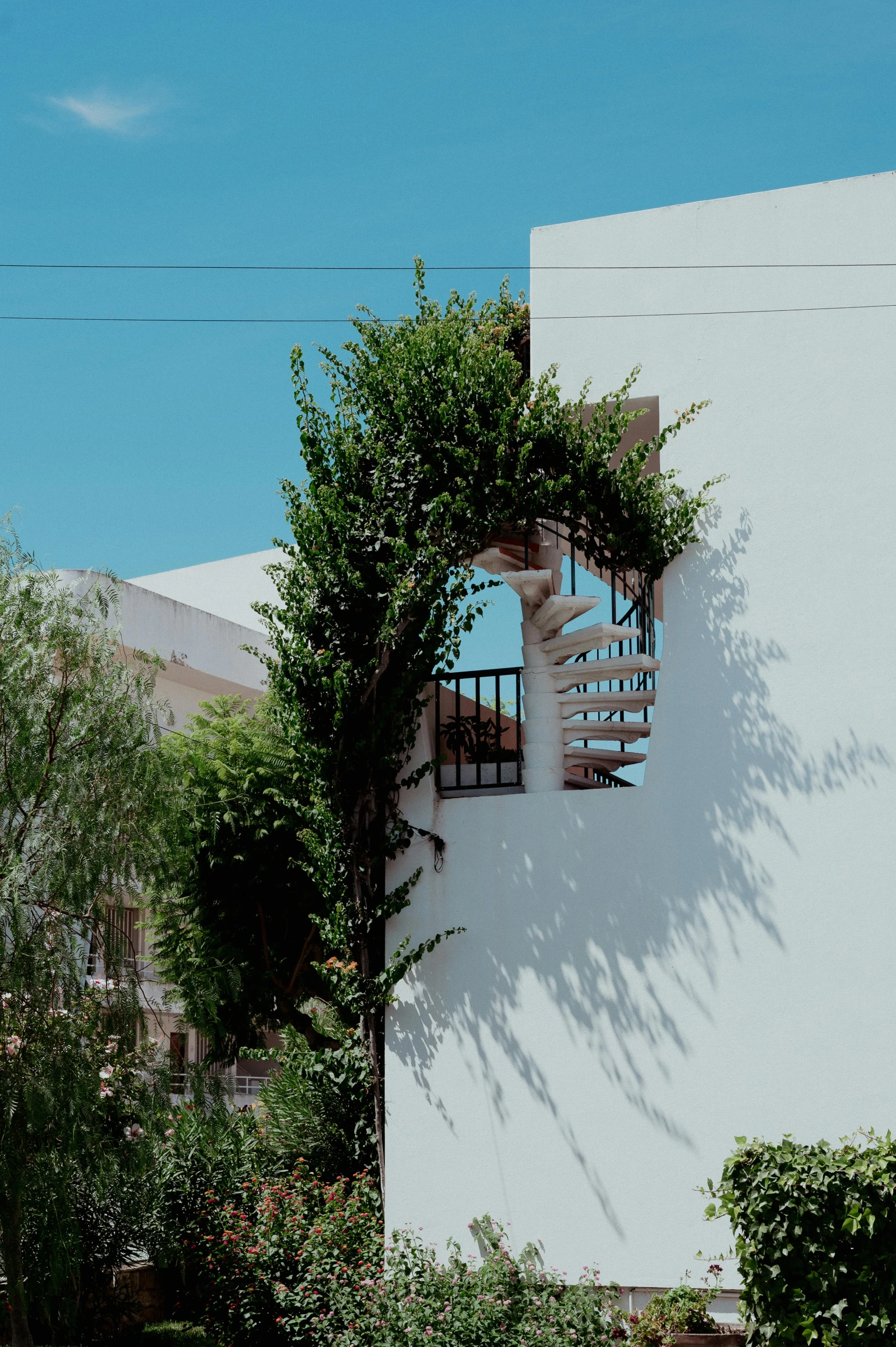 a white building with a balcony covered in vines