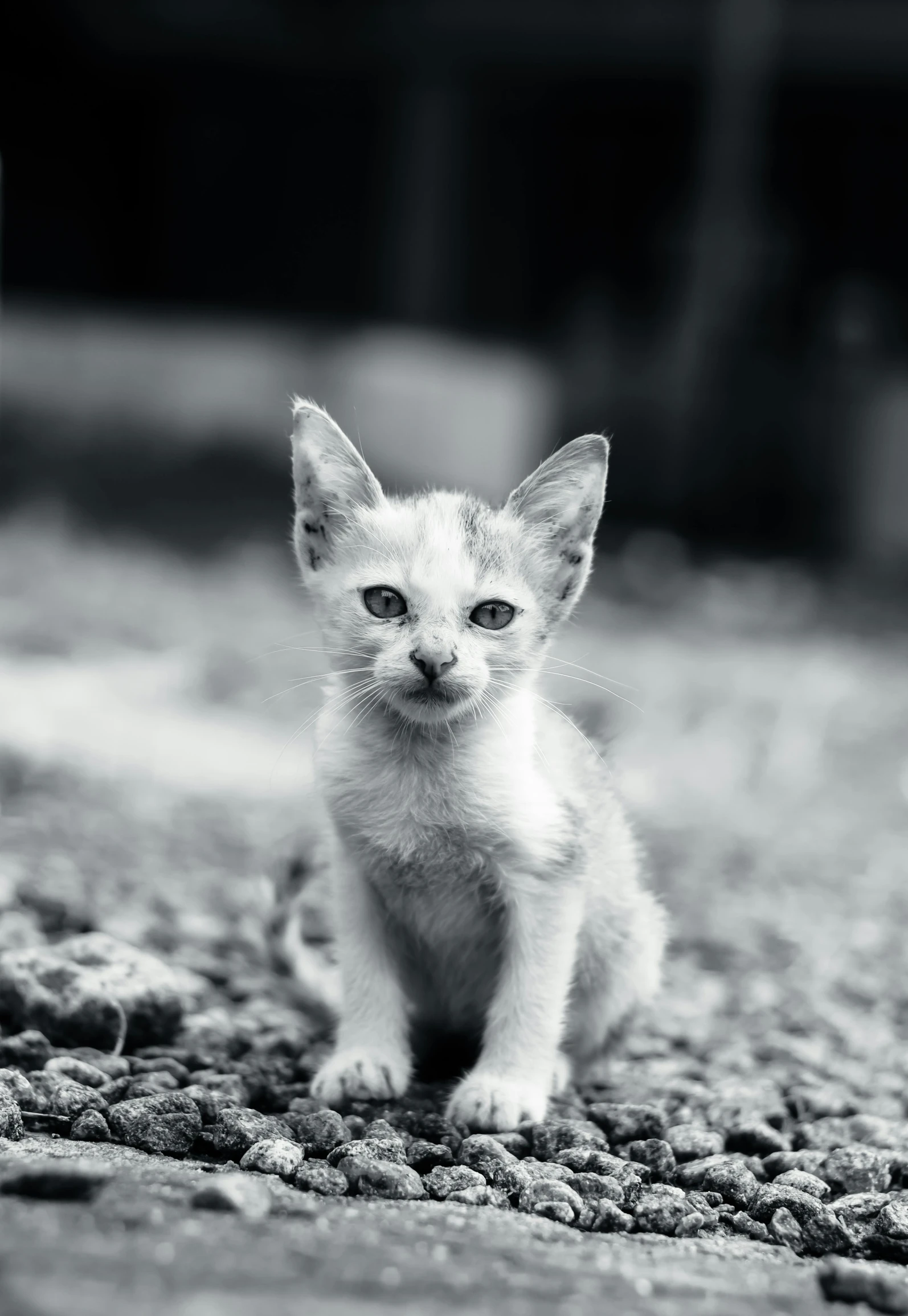 a small kitten sits in the gravel and looks ahead